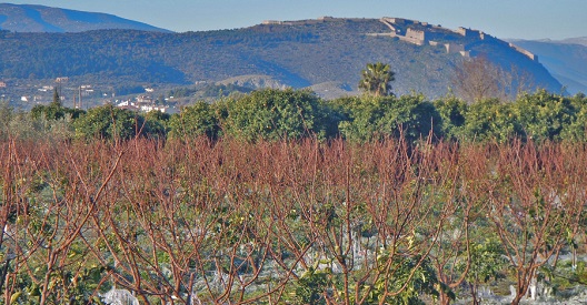 Σήμερα η πληρωμή των επιδοτήσεων αγροτών