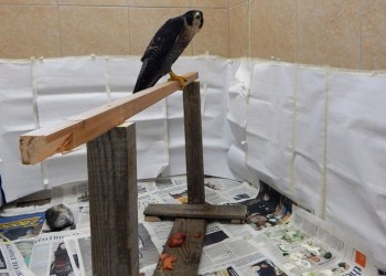 Βάλτε πλέγματα στα τζάκια να μην πέφτουν... κουκουβάγιες
