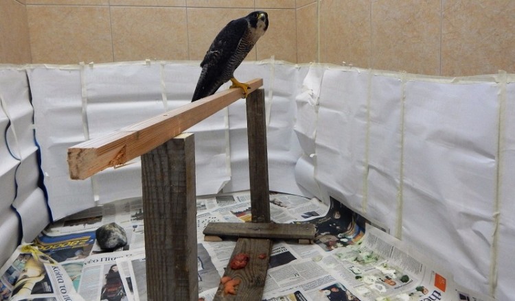Βάλτε πλέγματα στα τζάκια να μην πέφτουν... κουκουβάγιες