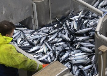 Λιγότερα και μικρότερα τα ψάρια στις ελληνικές θάλασσες