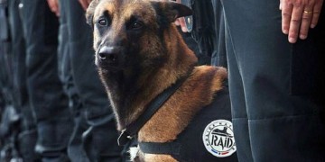 Σκυλίτσα-ηρωίδα θα παρασημοφορηθεί στη Γαλλία