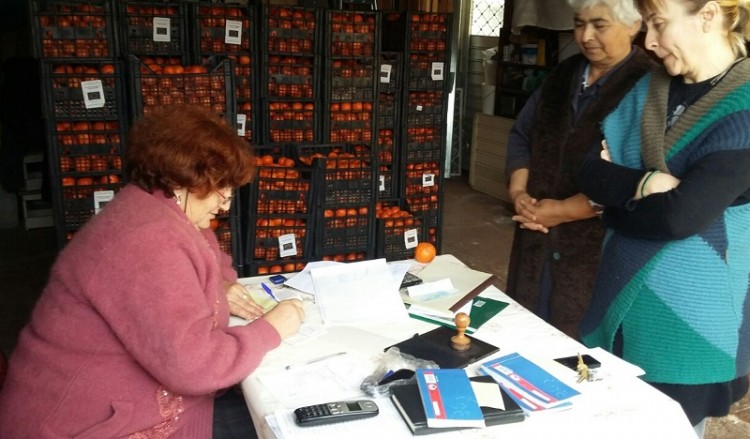 Πάνω από έξι τόνους μανταρίνια και πορτοκάλια μοίρασε ο Σύλλογος Ποντίων Μαγούλας