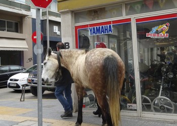 Όταν ένα άλογο κυκλοφορεί ελεύθερο στην πόλη (φωτο)