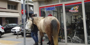 Όταν ένα άλογο κυκλοφορεί ελεύθερο στην πόλη (φωτο)