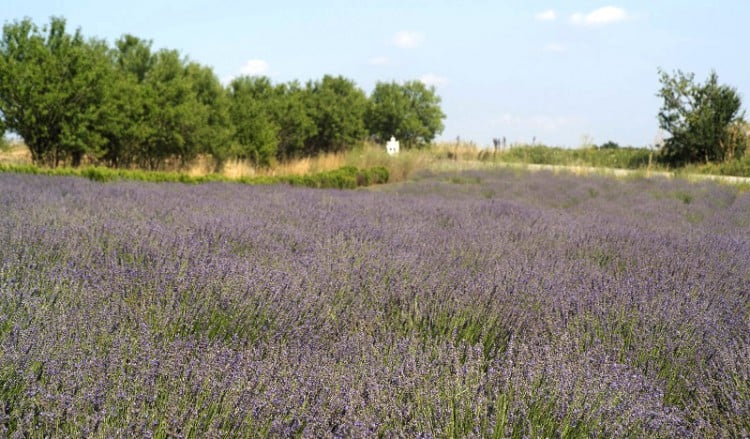 Ο Μυρεψός… του Κιλκίς – Δεκάδες καλλιεργητές αρωματικών φυτών, οι περισσότεροι Πόντιοι, δείχνουν το δρόμο (φωτο)