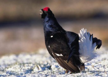 Ο ορεινός πετεινός τούς έκανε τη χάρη στο Ριζαίο – Εμφανίστηκε μετά από 12 χρόνια