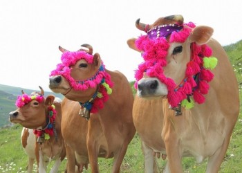 Με κωδωνόπα και ζινίχια βγαίνουν στα παρχάρια οι αγελάδες