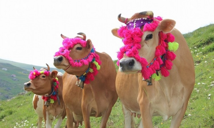 Με κωδωνόπα και ζινίχια βγαίνουν στα παρχάρια οι αγελάδες