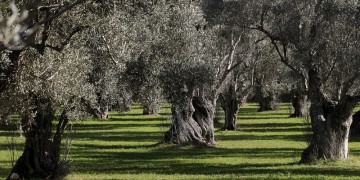 Αποκωδικοποιήθηκε πλήρως το DNA της ελιάς