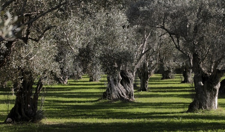 Αποκωδικοποιήθηκε πλήρως το DNA της ελιάς