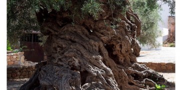 Η αρχαία ελιά των Χανίων που τρέλανε τη ΝASA