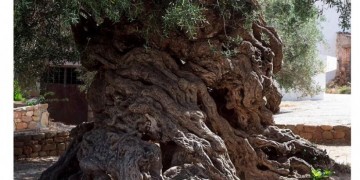Греция отправила на Олимпийские игры в Рио ветви оливы как символ мира