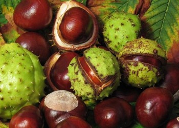 Каштановый мед из Гераклеи Понтийской – один из лучших