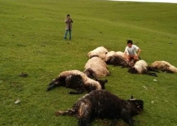 Στα παρχάρια του Πόντου πρόβατα θύματα κεραυνού