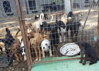 Σέρρες: Καταδικάστηκε ο 37χρονος που σκότωσε και έκαψε σκυλιά στο κυνοκομείο