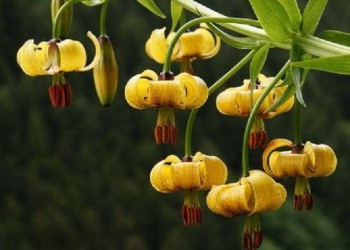 Ζερκαδίτσα, το λίλιουμ του Πόντου