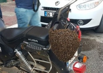 Βόλτα με μοτοσυκλέτα για ένα σμάρι μελισσών στη Σινώπη του Πόντου (φωτο)
