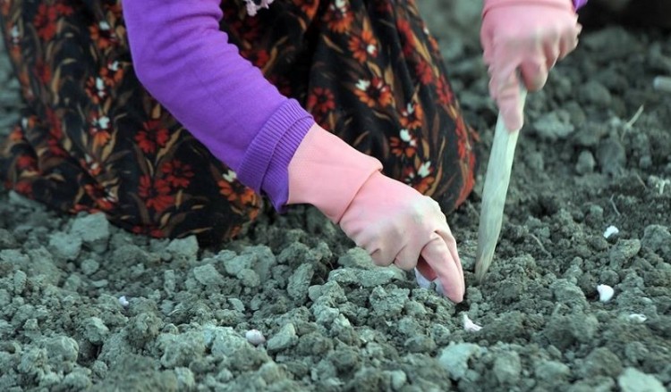 Στον Πόντο ο χρυσός έχει και χρώμα λευκό!