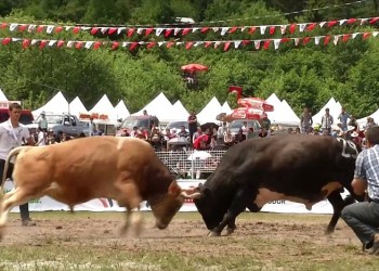 Οι φημισμένες ταυρομαχίες του Πόντου