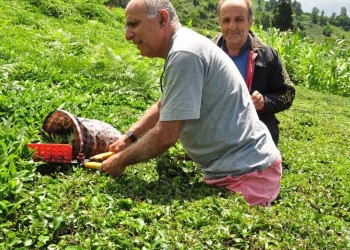 Το σέρεμαν του τσαγιού στον Πόντο είναι υπόθεση φίλων! (φωτο)