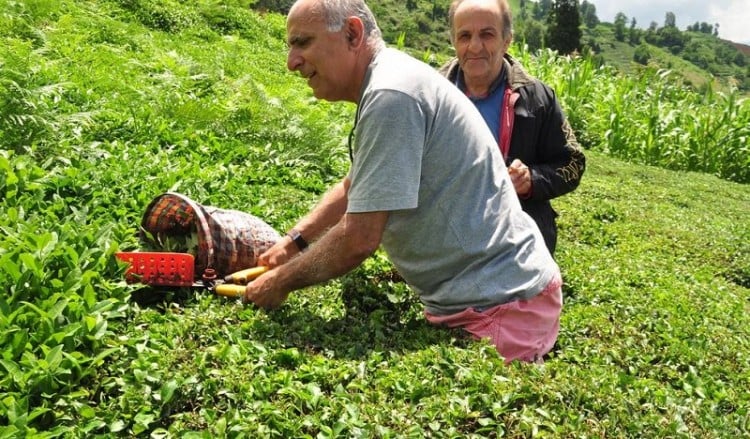 Το σέρεμαν του τσαγιού στον Πόντο είναι υπόθεση φίλων! (φωτο)
