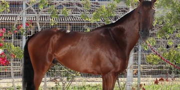 ΟΠΑΠ: Δημοπρασία 23 καθαρόαιμων αλόγων στο Μαρκόπουλο