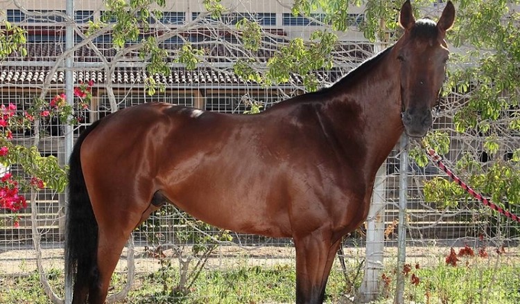 ΟΠΑΠ: Δημοπρασία 23 καθαρόαιμων αλόγων στο Μαρκόπουλο