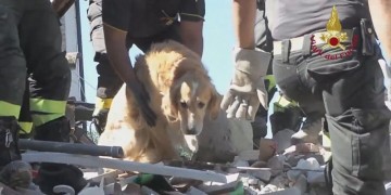 Σεισμός στην Ιταλία: Ο σκύλος που έζησε 9 ημέρες κάτω από τα χαλάσματα (βίντεο)