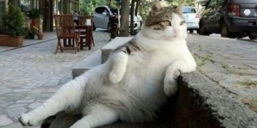 Στην ιστοσελίδα της ΚΕΔΕ η βεβαίωση για τη φροντίδα αδέσποτων ζώων