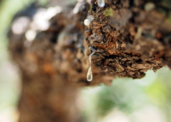 Η μαστίχα ρίχνει τη χοληστερόλη – Ελληνική πιλοτική μελέτη