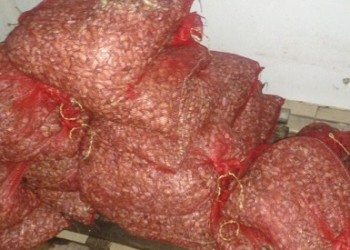 Αλεξανδρούπολη: Κατασχέθηκαν 659 κιλά ακατάλληλα όστρακα