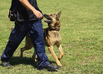 Εκπαιδευμένοι σκύλοι θα ανιχνεύουν... χαρτονομίσματα