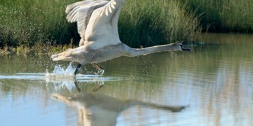 Νεκρός κύκνος στον Έβρο από τον ιό της γρίπης των πτηνών