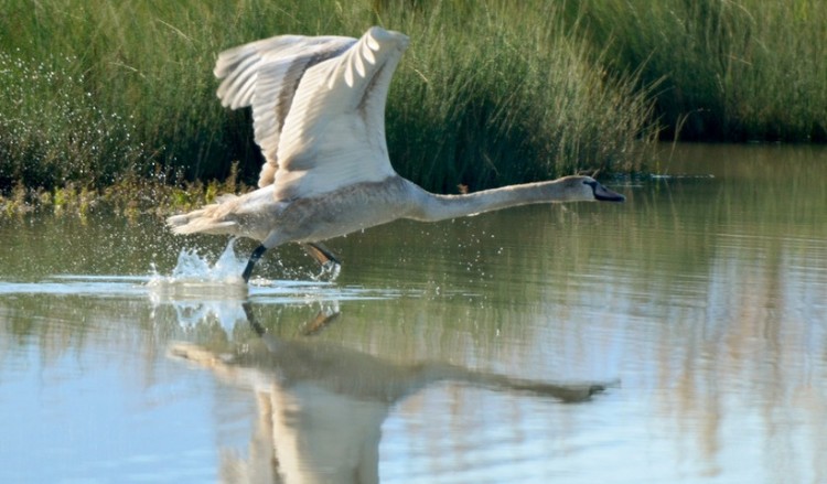 Νεκρός κύκνος στον Έβρο από τον ιό της γρίπης των πτηνών