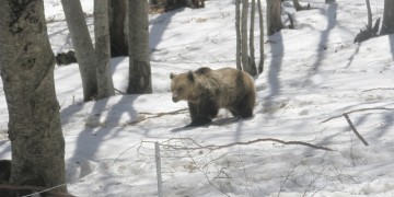 Είδαν χιόνι και πήγαν για ύπνο οι αρκούδες στο Νυμφαίο!