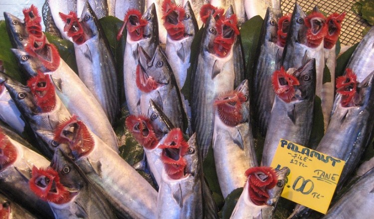 Στον Πόντο, η αλιευτική περίοδος έκλεισε με ρεκόρ για την παλαμίδα