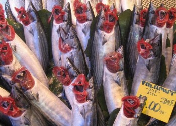 В Понте увеличивается улов рыбы-паламиды, описанной древними греками