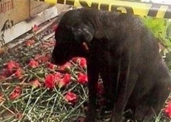 Σμύρνη: Συγκινεί ο σκύλος του αστυνομικού που σκοτώθηκε στη βομβιστική επίθεση
