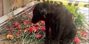 Σμύρνη: Συγκινεί ο σκύλος του αστυνομικού που σκοτώθηκε στη βομβιστική επίθεση