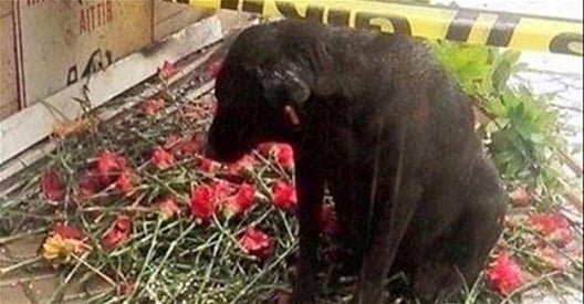 Σμύρνη: Συγκινεί ο σκύλος του αστυνομικού που σκοτώθηκε στη βομβιστική επίθεση