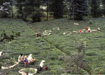 Το ποντιακό τσάι εξάγεται σε 85 χώρες του κόσμου!