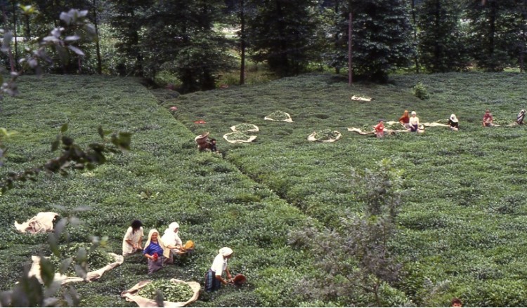 Το ποντιακό τσάι εξάγεται σε 85 χώρες του κόσμου!