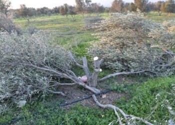 Κρήτη: Του έκοψε τις ελιές από τη ρίζα επειδή του έκανε παρατήρηση (φωτο)