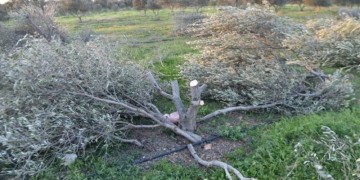 Κρήτη: Του έκοψε τις ελιές από τη ρίζα επειδή του έκανε παρατήρηση (φωτο)