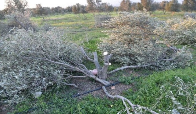 Κρήτη: Του έκοψε τις ελιές από τη ρίζα επειδή του έκανε παρατήρηση (φωτο)