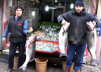 Λαβράκια-γίγαντες στην Ινέπολη του Πόντου