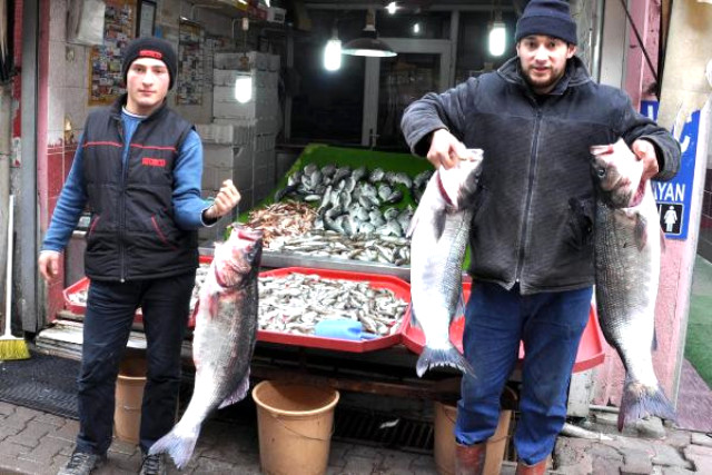 Λαβράκια-γίγαντες στην Ινέπολη του Πόντου