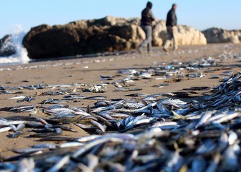 Δεν είναι αστείο – Στον Πόντο βγήκαν τα ψάρια στη στεριά!