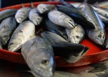 Η κακοκαιρία φέρνει φρίσσες και σαφρίδια στον Πόντο