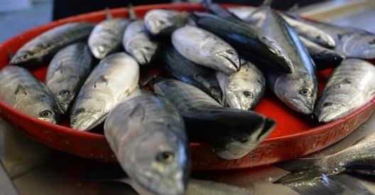 Η κακοκαιρία φέρνει φρίσσες και σαφρίδια στον Πόντο